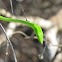 vine snake