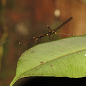 Walking Stick