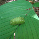 Natada sp