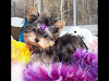 Excelentes Cachorros Yorkshire Terrier