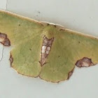 Geometrid moth
