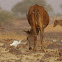 Western Cattle Egret