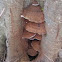 Bracket Fungi.