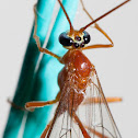Short-tailed Ichneumon Wasp