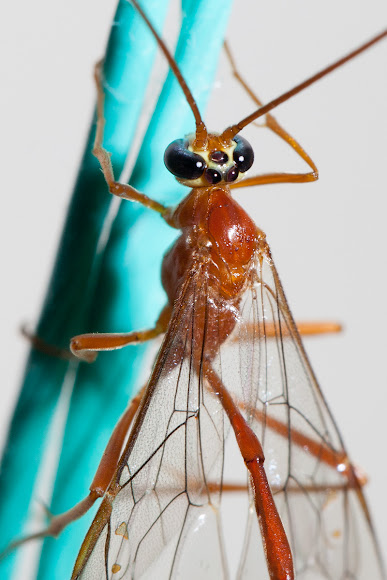Spotting Image 1