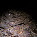 Barchiopod Fossil