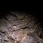 Barchiopod Fossil