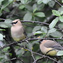 Cedar Waxwing
