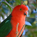 Australian King Parrot