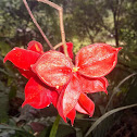 Sterculia