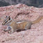 Uinta Chipmonk