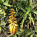Aloe tenuior yellow