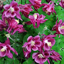 Columbine