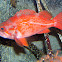 Vermillion Rockfish