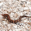 Water Moccasin