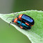 Shiny Flea Beetle