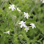 Texas bull nettle