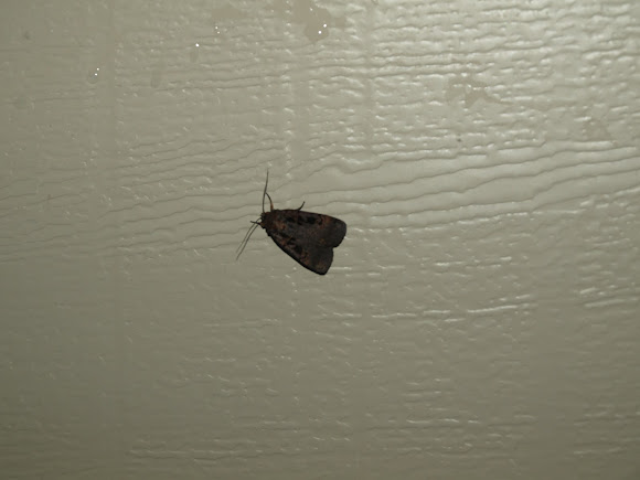 Spotting Image 1