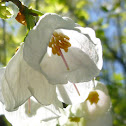 Mountain Silverbell