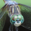 Blue Dasher Dragonfly