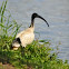 Australian White Ibis