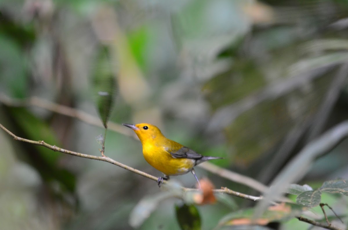 Reinita cabecidorada --Prothonotary warbler
