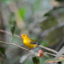 Reinita cabecidorada --Prothonotary warbler