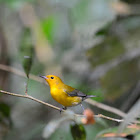 Reinita cabecidorada --Prothonotary warbler