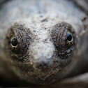 Common snapping turtle