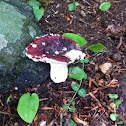 Pungent Russula