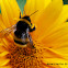 Garden Bumblebee