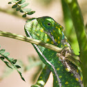 Flap-Necked Chameleon
