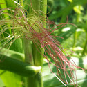 Sweet corn