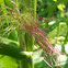 Sweet corn