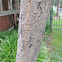Apricot Tree