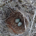 Northern Mockingbird Eggs
