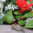 Map Turtle