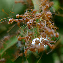 Red ants