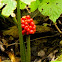 Jack in the Pulpit, Indian Turnip