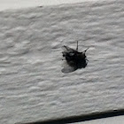 Horse fly