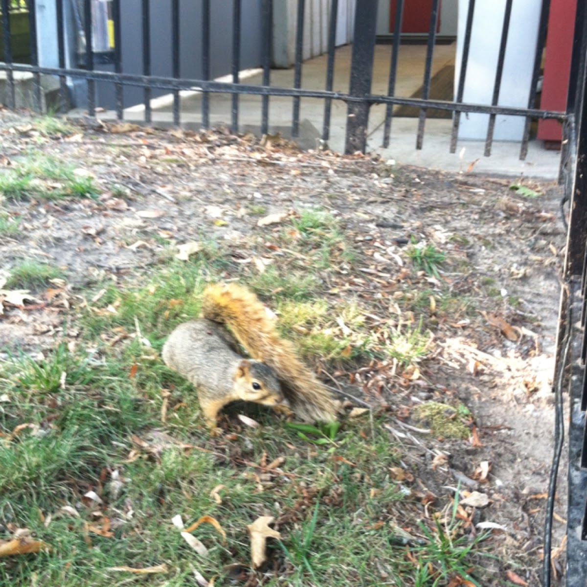 Squirrel
