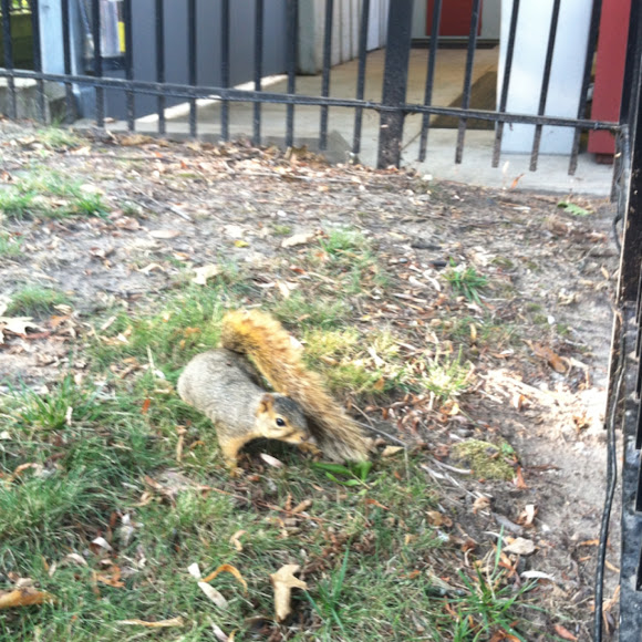 Spotting Image 1
