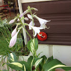 Hosta