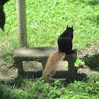 Black Squirrel