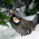 Sooty Grouse