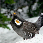 Sooty Grouse
