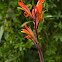Canna Lily 美人蕉