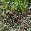 Killdeer