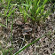 Killdeer