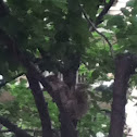 Eastern gray squirrel